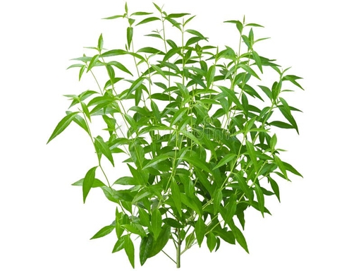 Andrographis paniculata extract