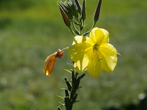 Evening primrose oil