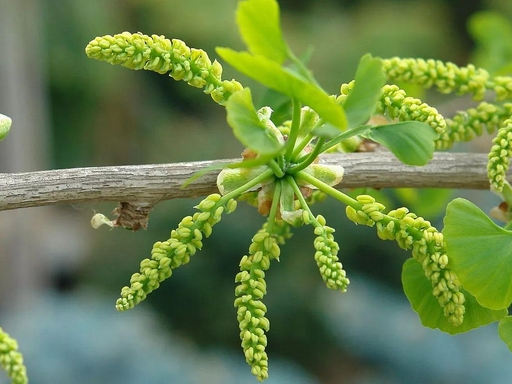 Ginkgo biloba