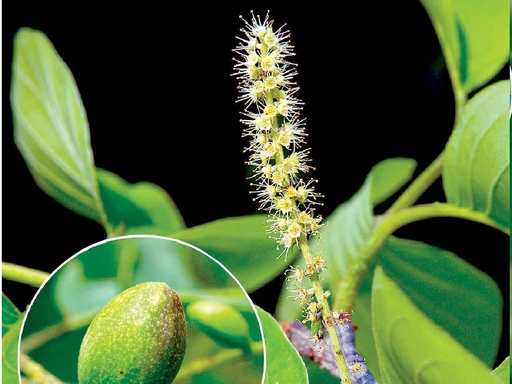 Horitoki powder (terminaliachebula extract from fruits)