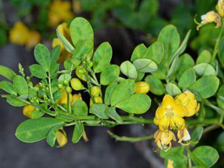 Senna leaves powder(cassiasenna extract from leaves)