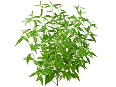 Andrographis paniculata extract