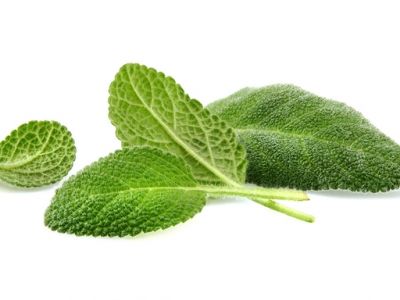 Salviaofficinalis leaf extract(Urosila)