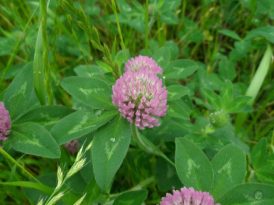 Red Clover Extract